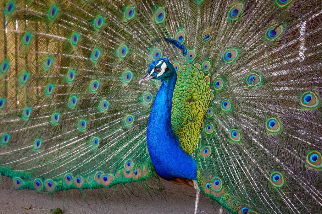 Peacock displaying its feathers