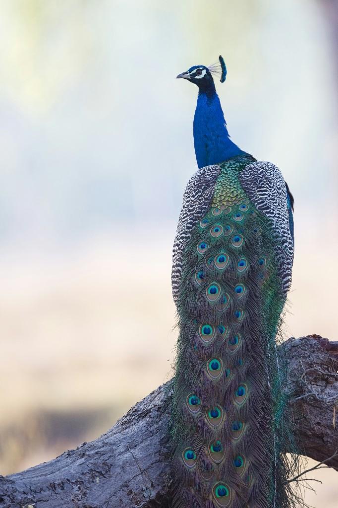 Peacock at Seven Stones Resort